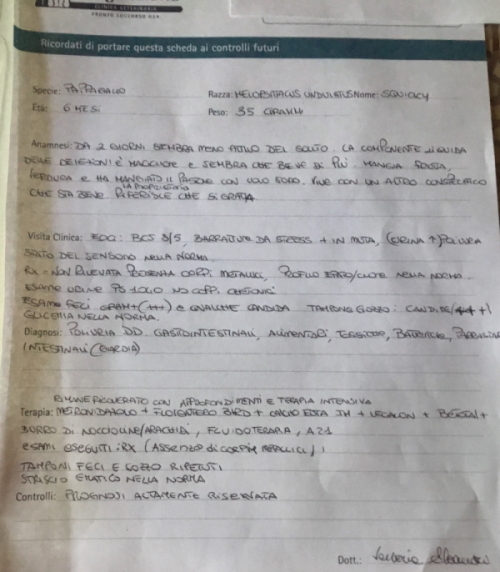 Squicchi ricoverato